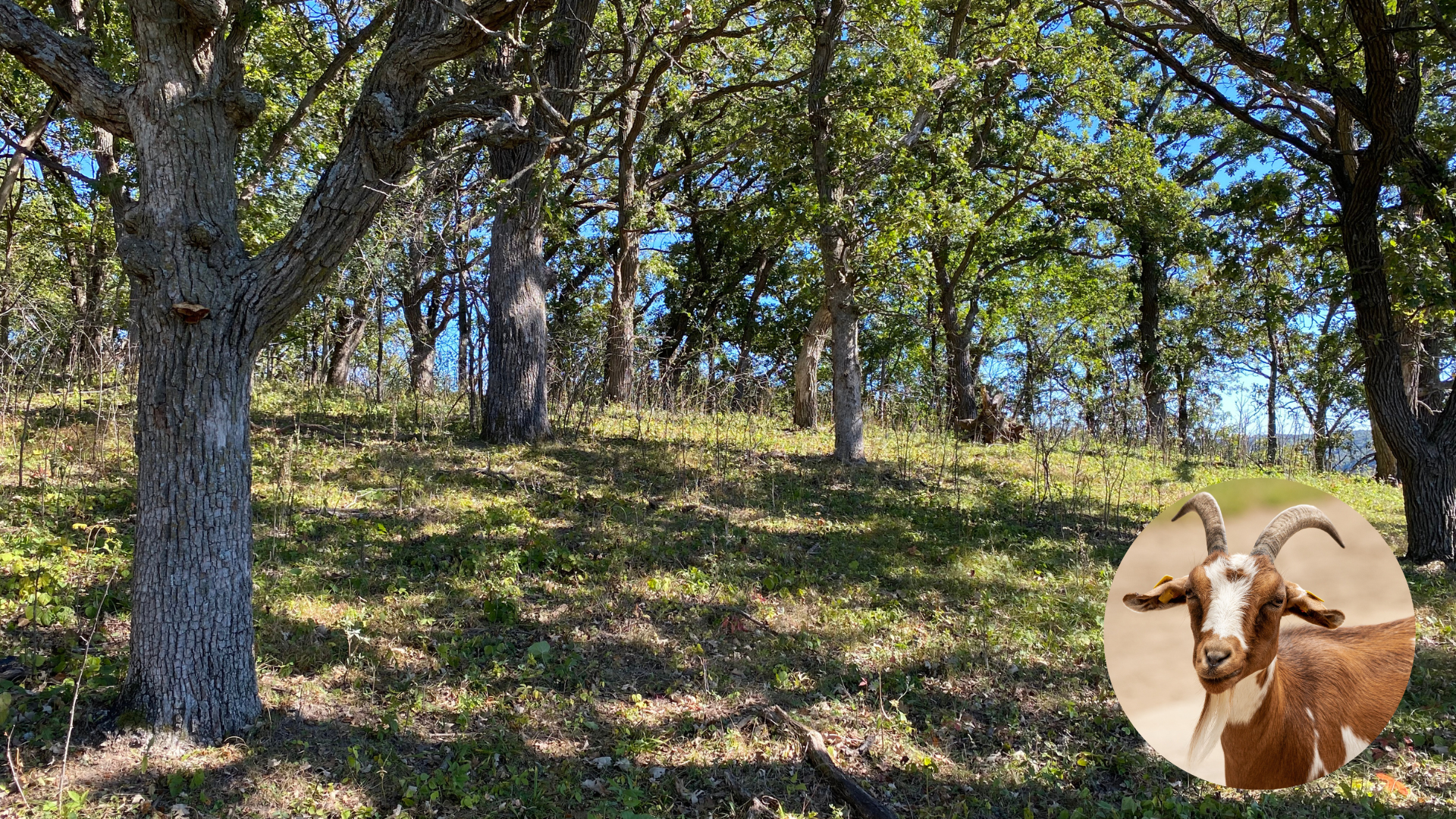 Oak trees perched atop a bluff overlook the valley below. Goat photo inset.