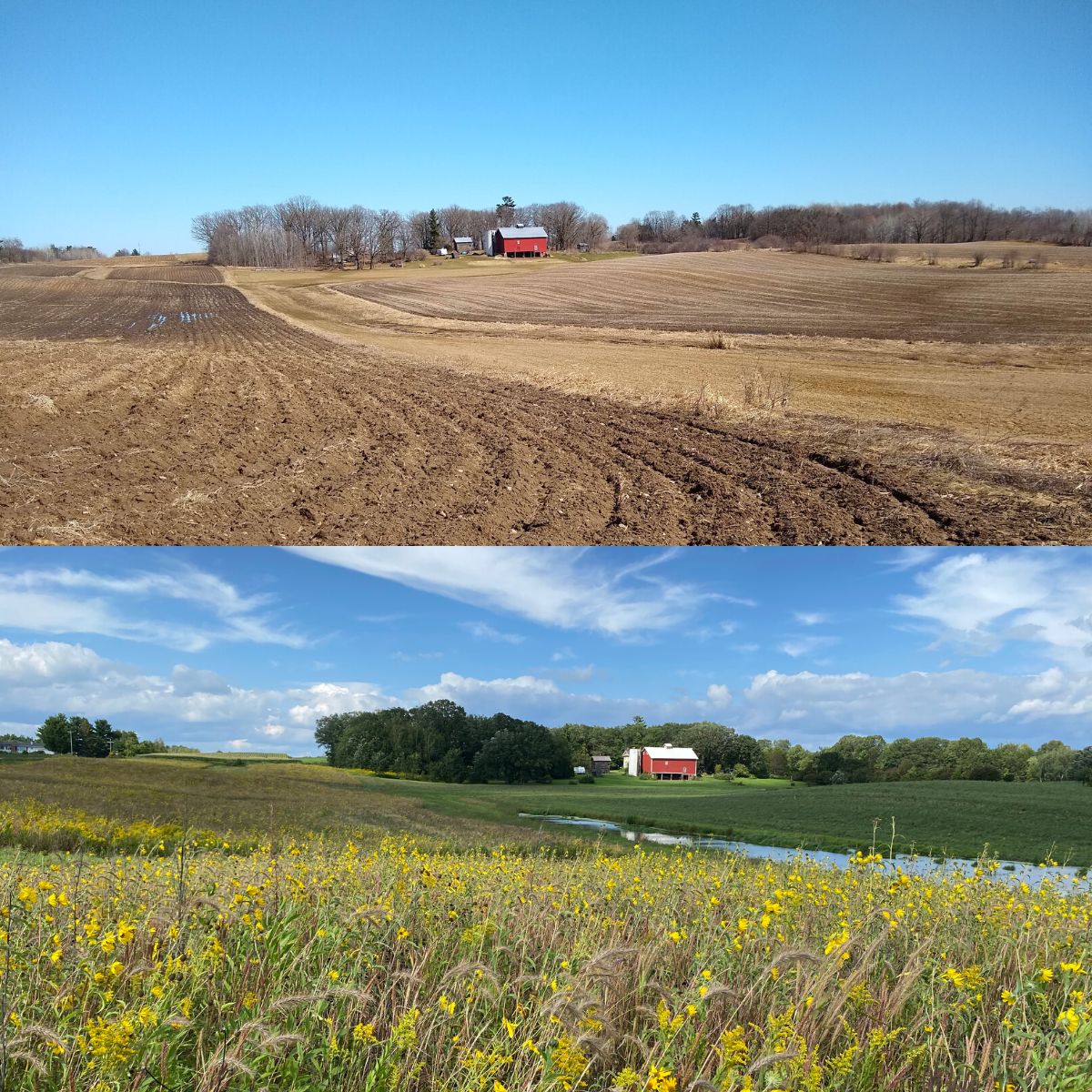 Before and after image showing a barren, plowed farm field with a red barn in the background beside a prairie teeming with yellow flowers and a small pond
