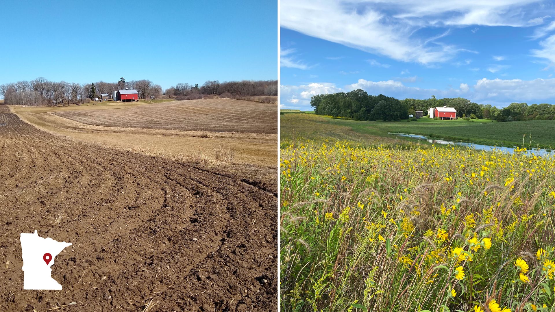 A side by side before and after image showing a barren, plowed farm field with a red barn in the background beside a prairie teeming with yellow flowers and a small pond