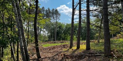 Tall pine trees surround a clearing with blue sky and white clouds in the background