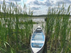 Canoe positioned among cattails and shoreline grasses with a lake in the background