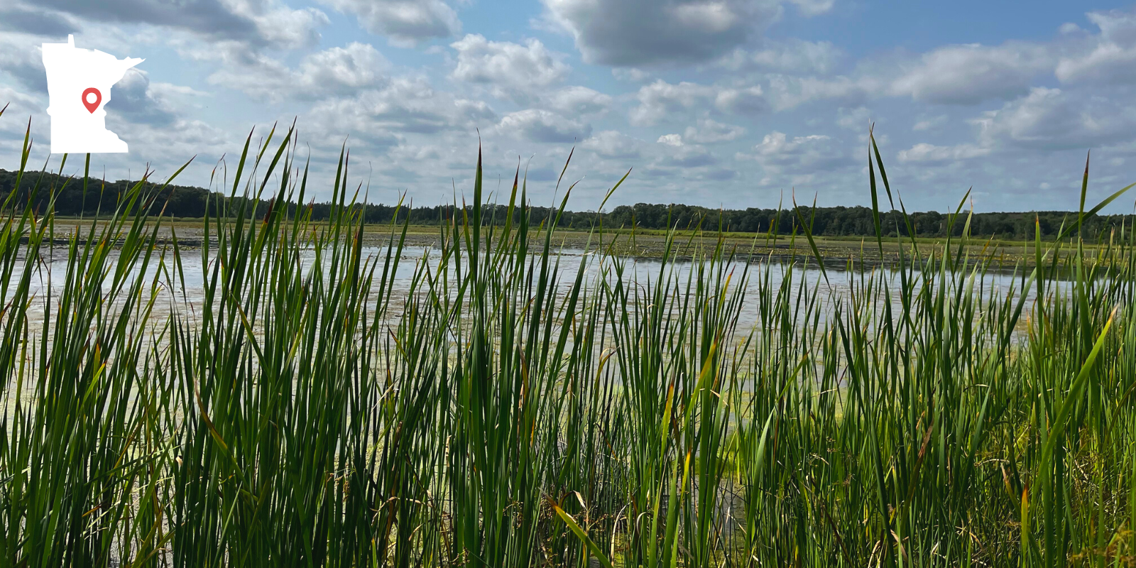 Green cattails and marsh grasses rise up in the foreground, with lake in the middle distance, a tree line in the background and blue sky with white clouds overhead.