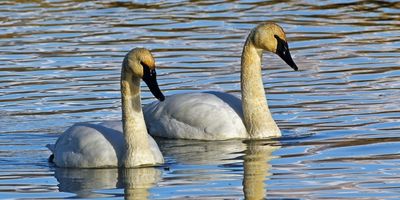 Two trumpeter swans swim side by side in rippling water