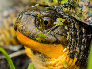 Closeup of Blanding's turtle face