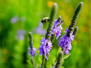 Bumblebee buzzing around a purple wildflower