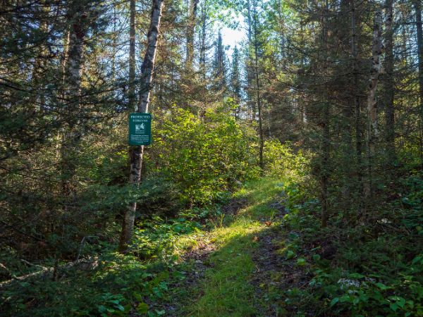 Towering pine trees and a forest path with a marker sign