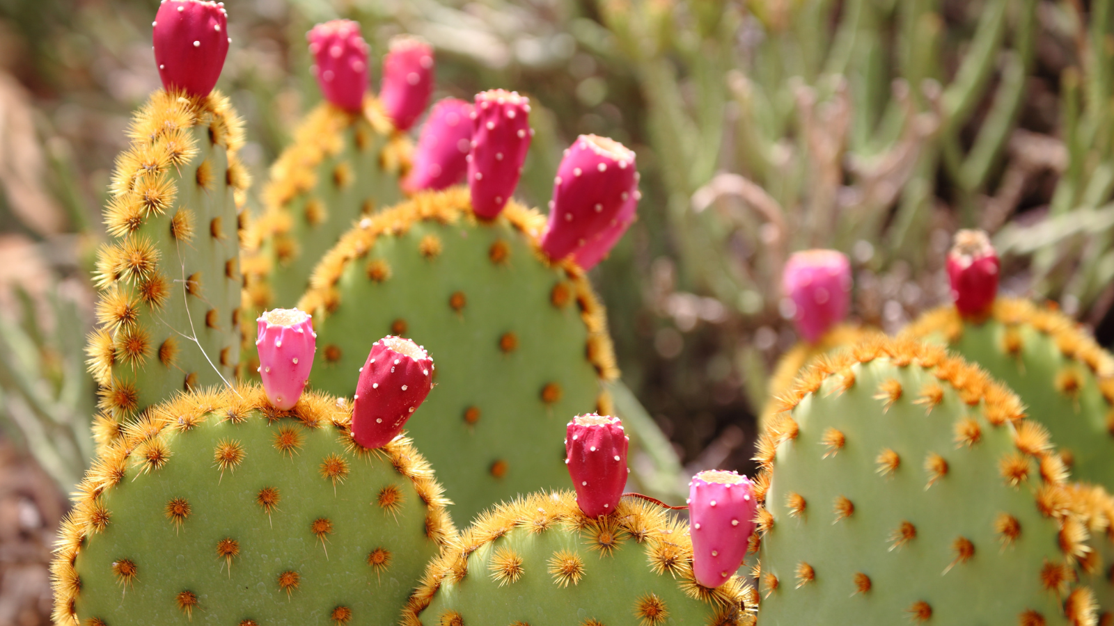 Prickly pear cactus in in bloom