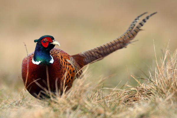 Pheasant standing in a field