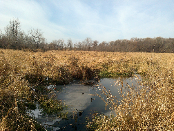 Photo of the protected property in the fall or spring includes wetlands and brown grasses with deciduous trees in the background
