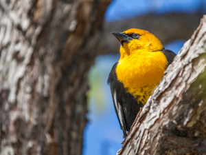 Yellow headed blackbird in a tree