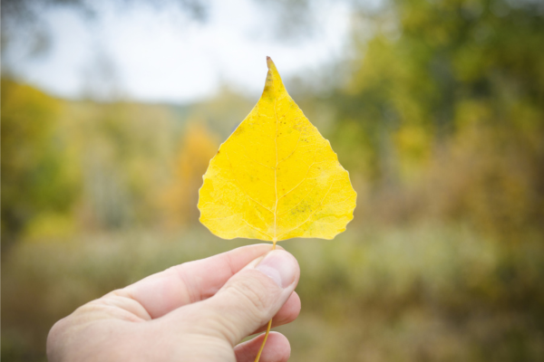Hand holding up a yellow leaf