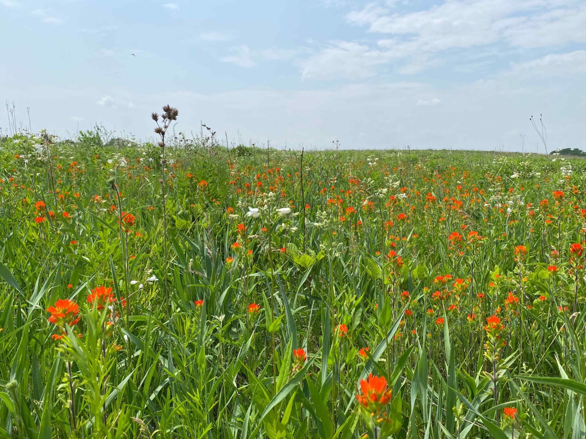 Green prairie with orange flowers