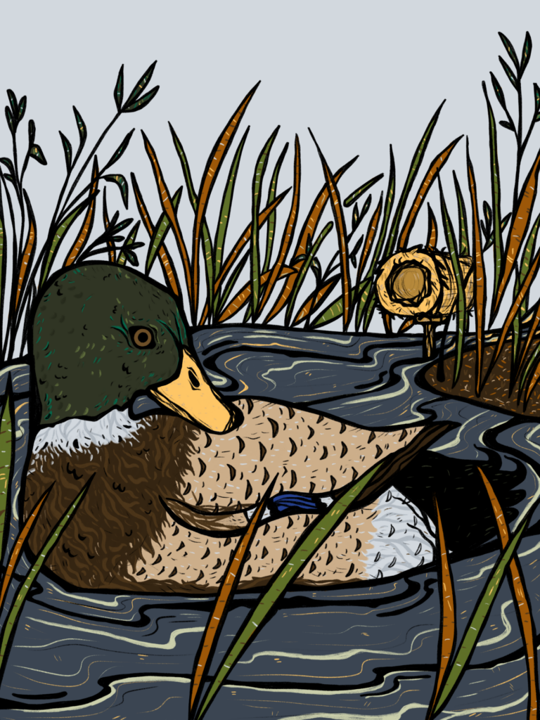 An illustration of a mallard duck resting peacefully in a prairie pothole wetland, surrounded by tall reeds and grasses. The duck floats on calm water, with the vegetation providing a natural, serene environment typical of its habitat.