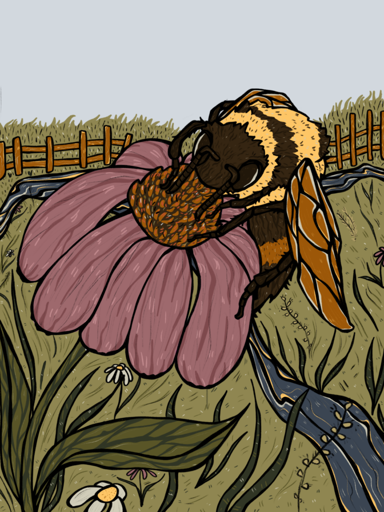 An illustration of a Rusty Patched Bumblebee perched on a large, vibrant purple coneflower in a prairie setting. The bee is depicted in detail as it gathers nectar, surrounded by other wildflowers and grasses, with a wooden fence and distant landscape in the background, highlighting its role as a crucial pollinator in prairie ecosystems.