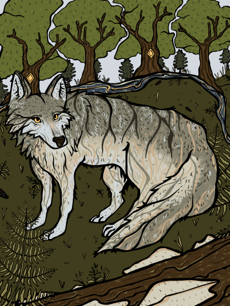 An illustration of a gray wolf standing alert in a Northern forest setting. The wolf is depicted with detailed fur texture, surrounded by lush greenery and tall trees. A small creek winds through the background, emphasizing the wolf's natural habitat in the dense forests of the Northern United States.