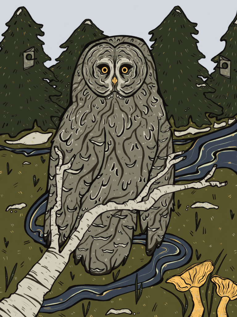 An illustration of a Great Gray Owl perched on a white birch branch in a boreal wetland. The owl's large, round face and intense eyes are highlighted, while the background features dense coniferous trees, a winding stream, and clusters of mushrooms, all elements of its natural habitat.