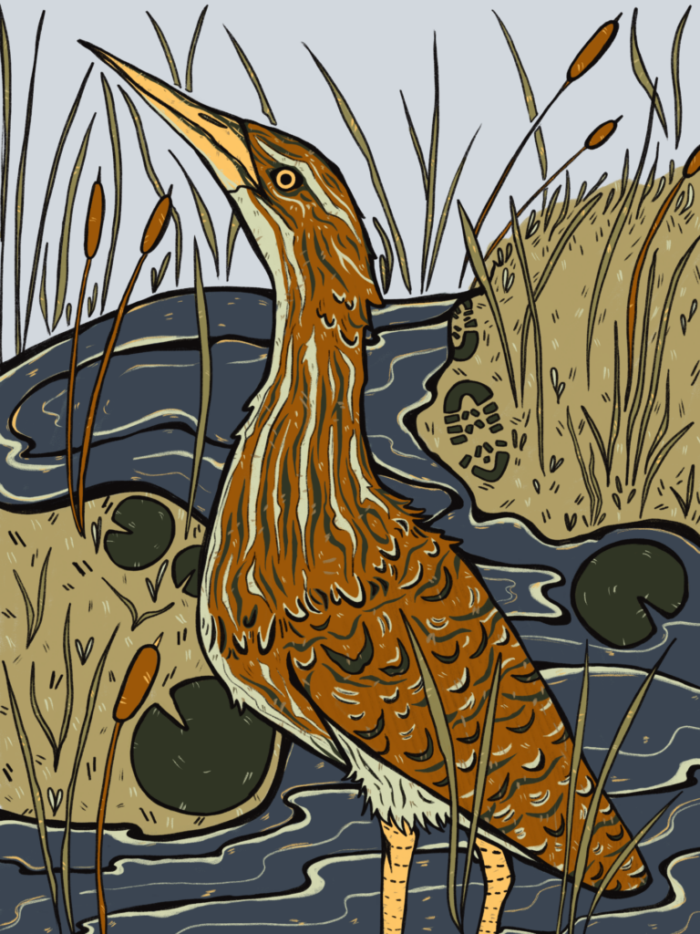 An illustration of an American Bittern standing in a wetland environment, with its long neck extended upward and surrounded by cattails and lily pads. The bird's distinctive brown and tan streaked plumage blends seamlessly with the marshy surroundings, highlighting its excellent camouflage in aquatic ecosystems.