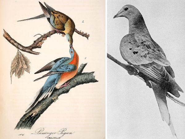 The Passenger Pigeon’s Extinction 110 Years Later