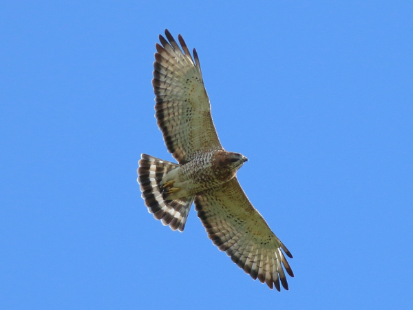 Wings Over Hawk Ridge: A Forest Corridor Protected