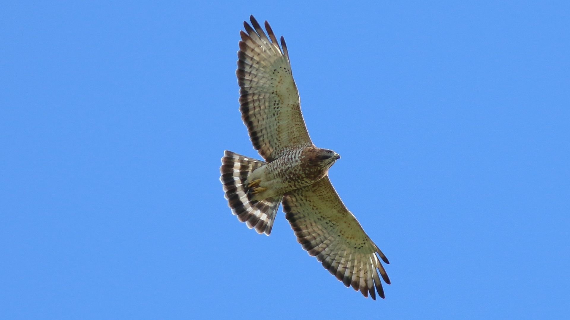 Broad-winged hawk photographed over Hawk Ridge in Duluth
