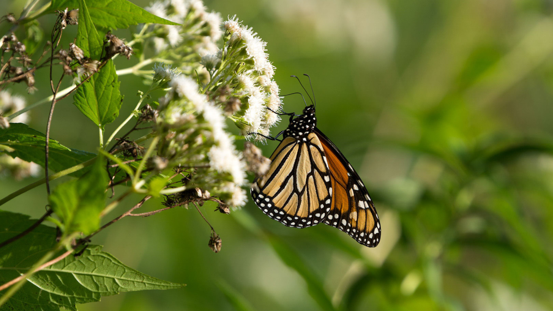 Hardwood Hills Protection Program